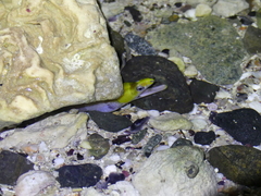 Gymnothorax rueppelliae