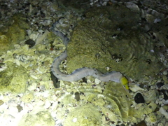 Gymnothorax rueppelliae