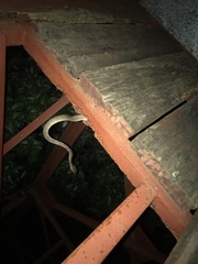 Boiga guangxiensis