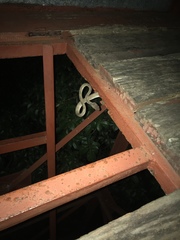 Boiga guangxiensis