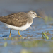 Green Sandpiper - Photo (c) Gabi Rusu, some rights reserved (CC BY-NC), uploaded by Gabi Rusu