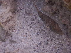 Canthigaster margaritata