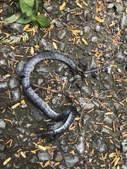 Pareas margaritophorus