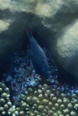 Canthigaster margaritata