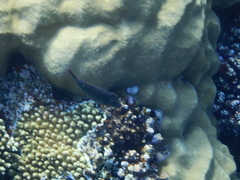 Canthigaster margaritata