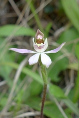 Caladenia variegata