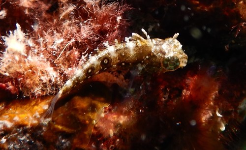 Petroscirtes mitratus