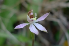 Caladenia variegata