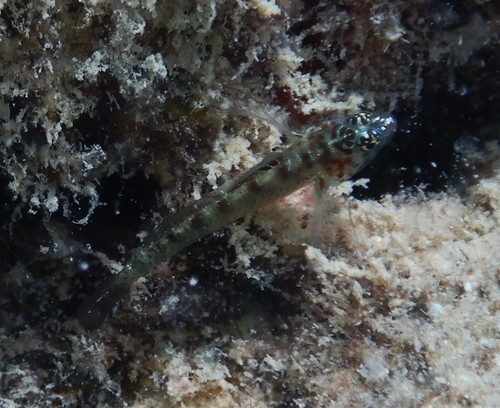 Eviota prasina