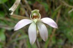 Caladenia variegata
