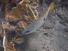 Lutjanus ehrenbergii