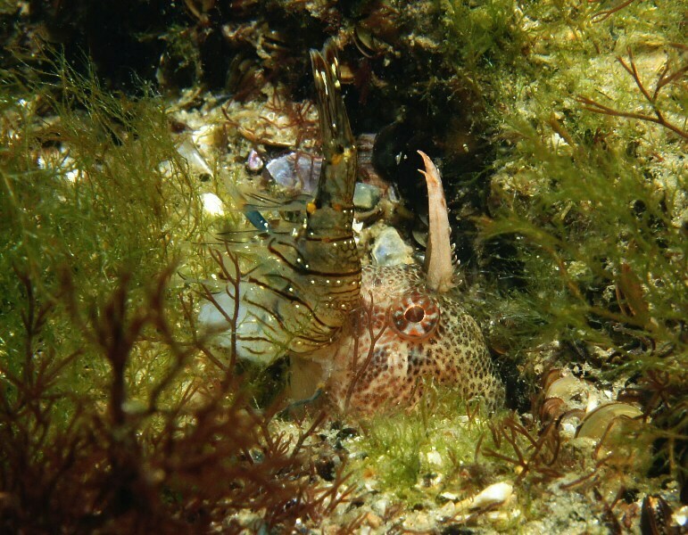 Tentacled blenny (Parablennius tentacularis) — Blenniidae