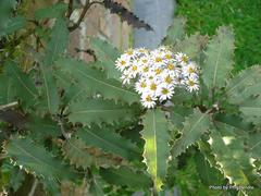 Olearia × macrodonta