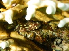 Sebastapistes cyanostigma