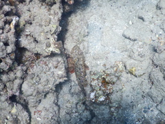 Scorpaenopsis oxycephalus