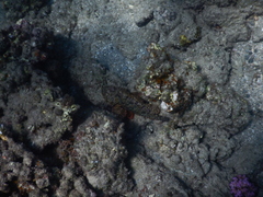 Scorpaenopsis oxycephalus