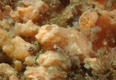 Hymeniacidon perlevis