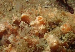 Hymeniacidon perlevis