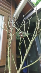 Euploea mulciber barsine