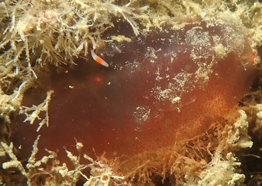 Plagiostomum