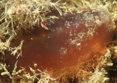 Plagiostomum koreni