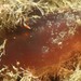 Plagiostomum koreni - Photo (c) François Roche, algunos derechos reservados (CC BY-NC), subido por François Roche