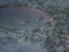 Flavocaranx bajad