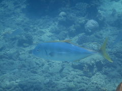 Flavocaranx bajad