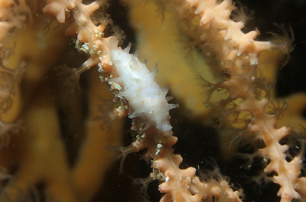 Simniinae
