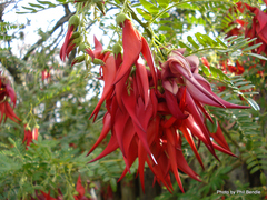 Clianthus puniceus