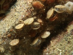 Brachiopoda
