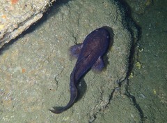 Raniceps raninus