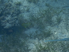 Plectorhinchus gaterinus