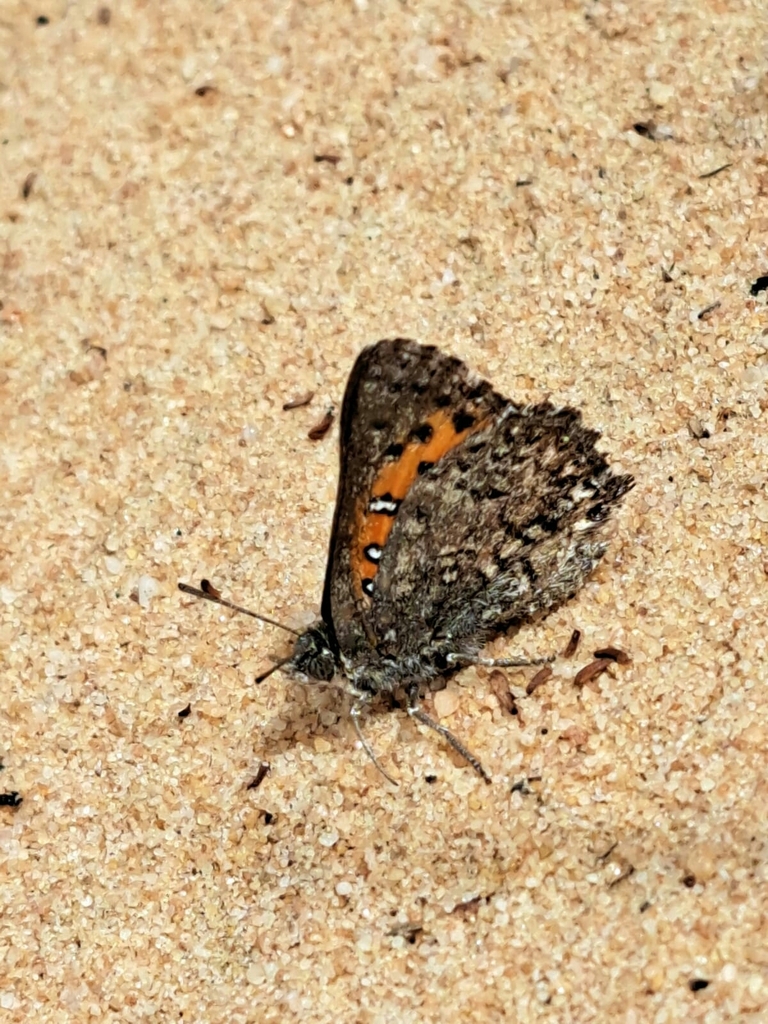 Aloeides arida