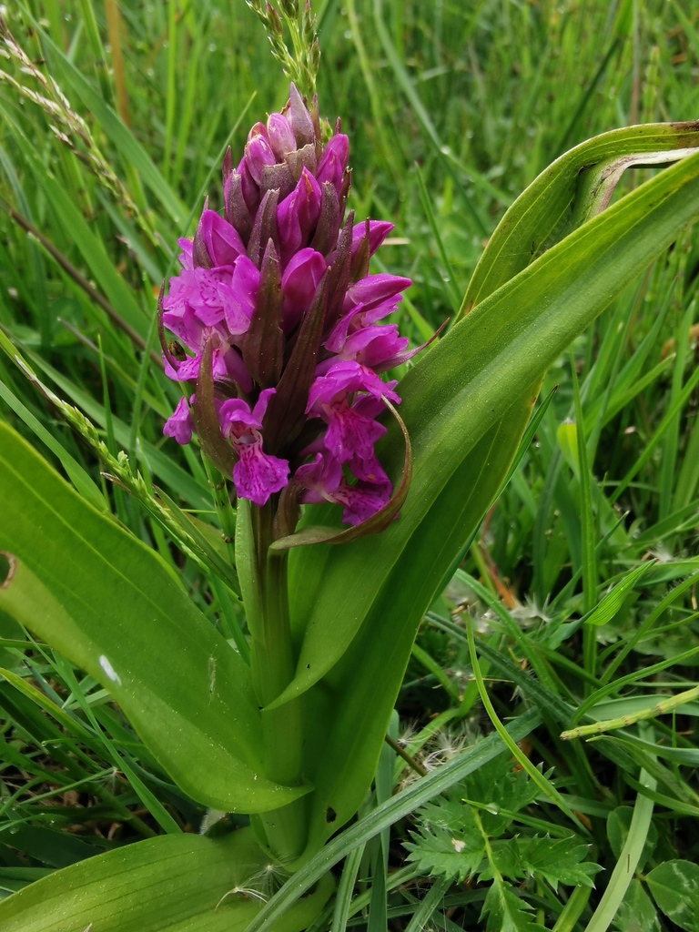 Dactylorhiza × aschersoniana