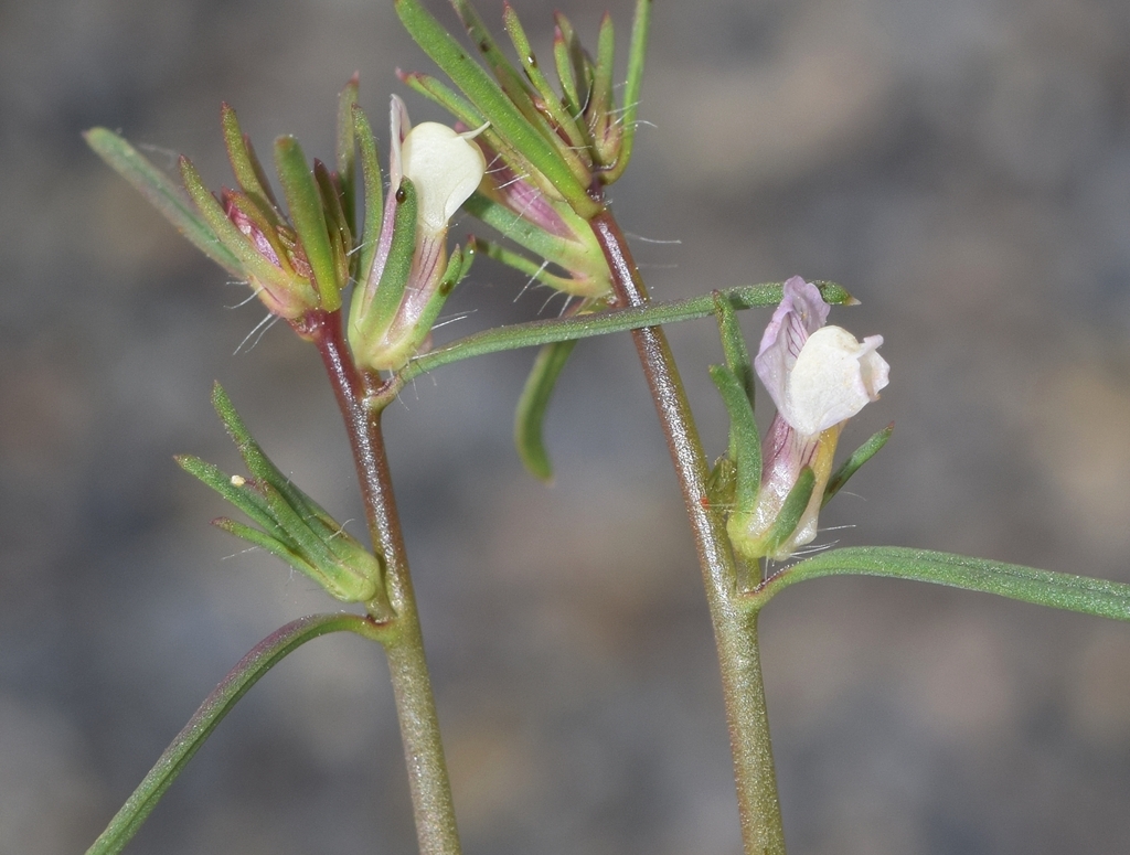 Misopates microcarpum