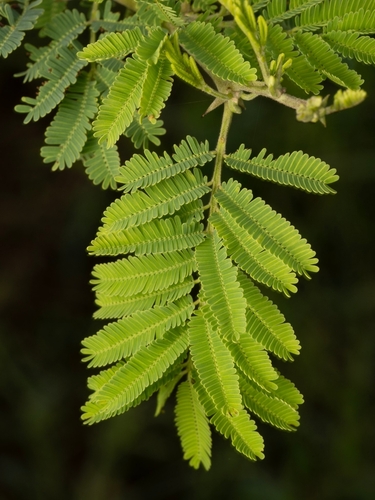Egyptian acacia