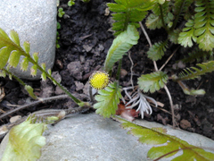 Leptinella squalida squalida