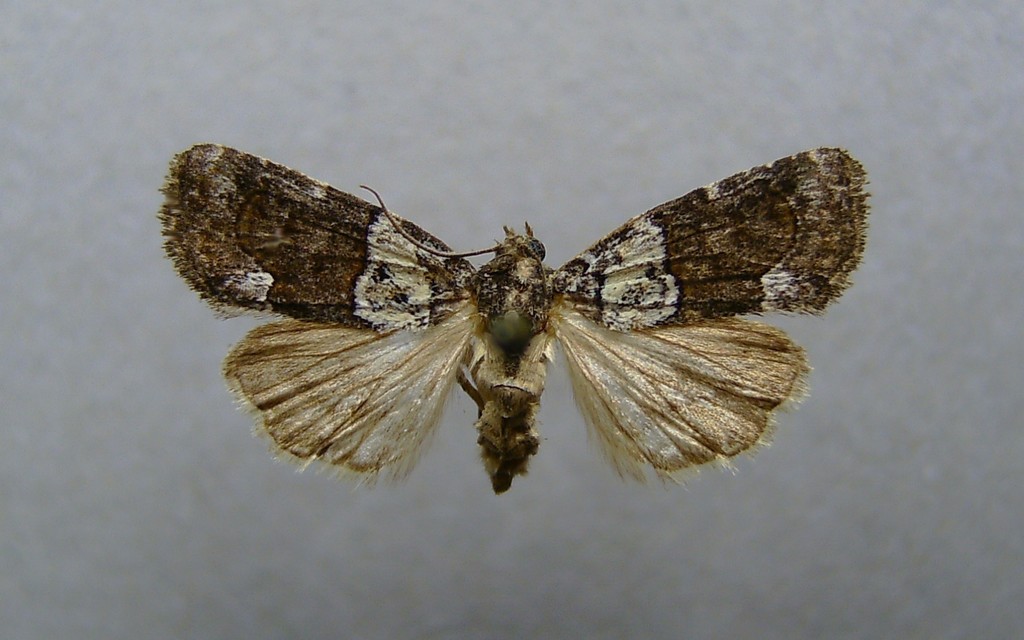 Bryophila ereptricula
