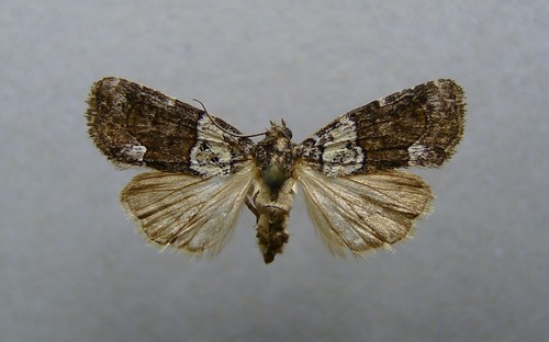 Bryophile éreptricule (La)