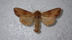 Apamea sublustris
