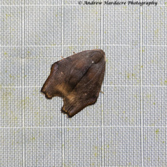 Macaduma borneana