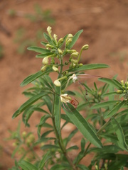 Clerodendrum ternatum image