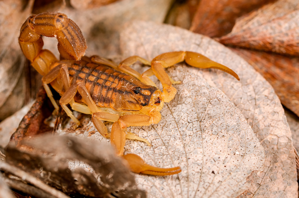 Eastern Nomad Scorpion