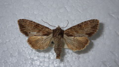 Apamea crenata