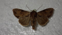 Apamea crenata