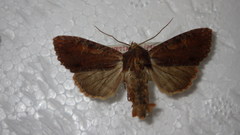 Apamea crenata