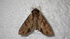 Apamea crenata