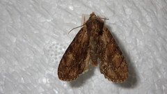 Apamea crenata