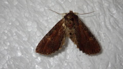 Apamea crenata